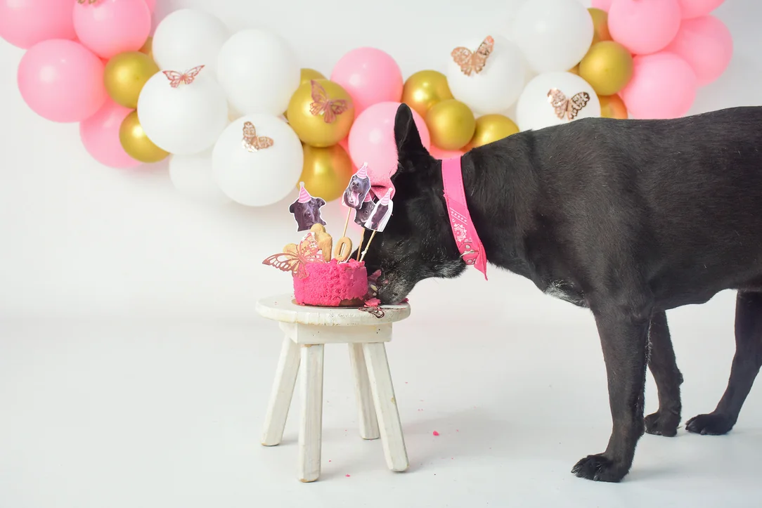 Perra probando su torta de pollo en la sesión de cumpleaños para mascotas