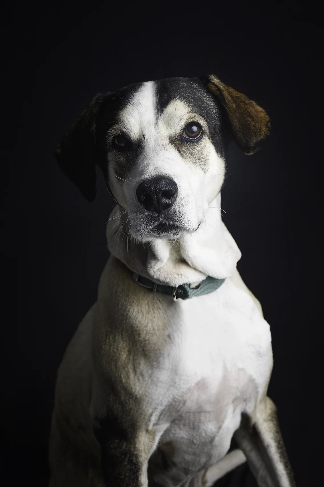 Retrato de un perro blanco, negro y marrón con collar verde sobre fondo oscuro
