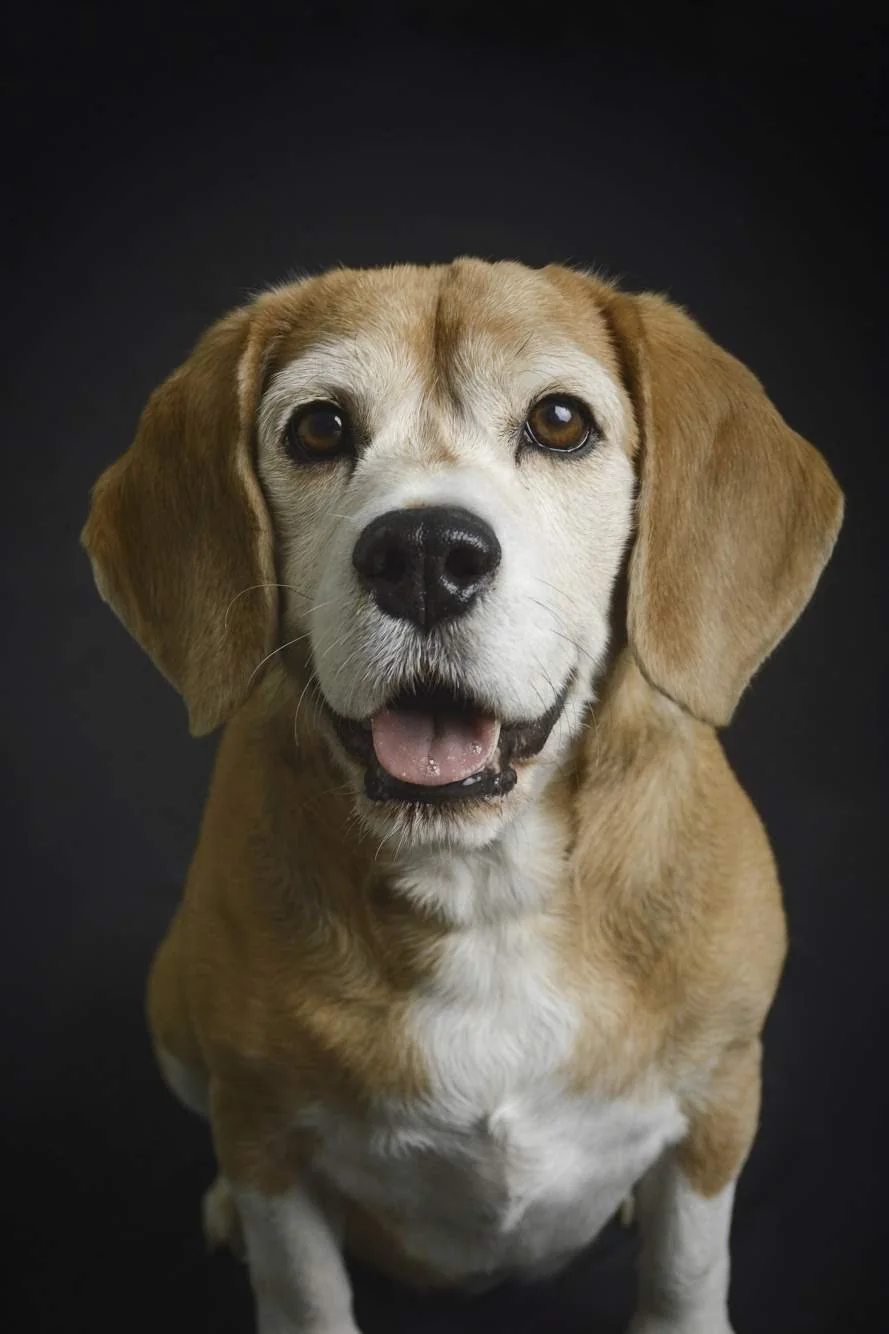Retrato de un perro beagle marrón y blanco mirando a cámara