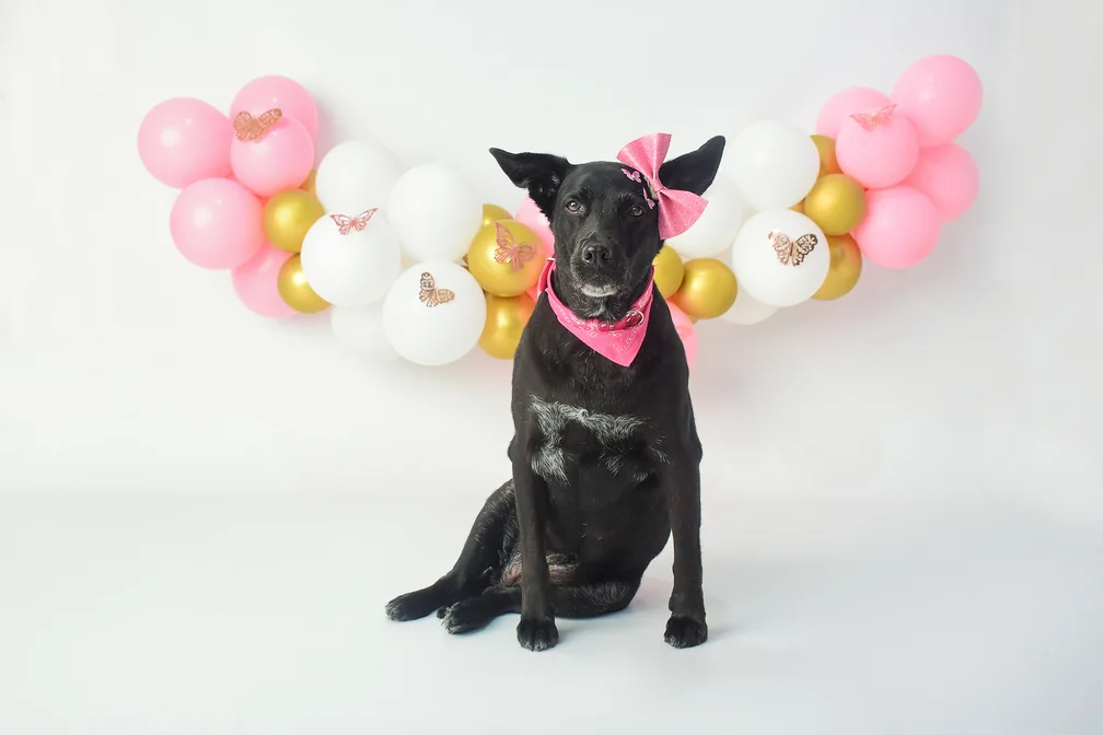 Perra con pañuelo rosa sentada delante de una guirnalda de globos
