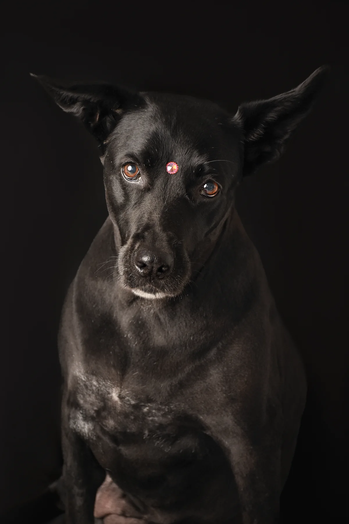 Retrato de una perra negra con aplique brillante en la frente sobre fondo negro