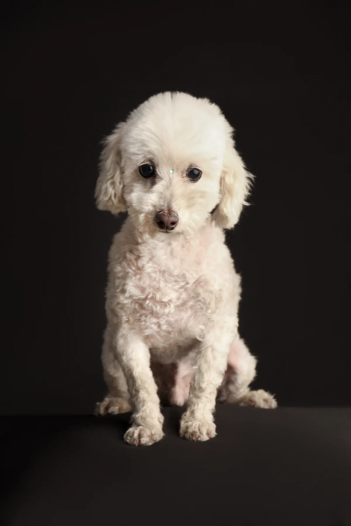 Retrato de un perro pequeño de pelaje blanco sentado sobre fondo negro