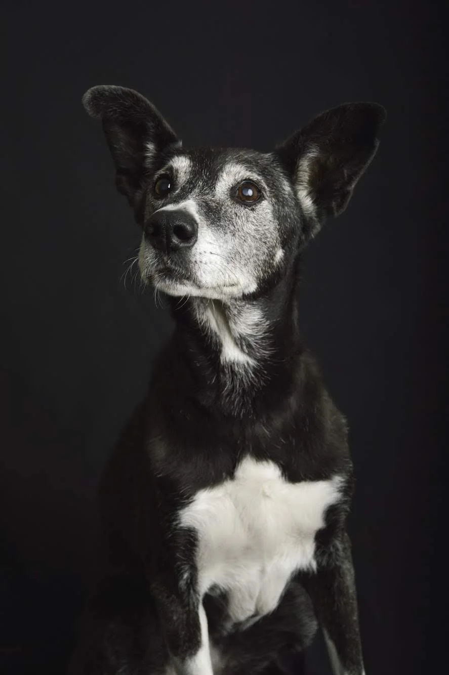 Retrato de un perro negro de hocico canoso y orejas erguidas sobre fondo oscuro